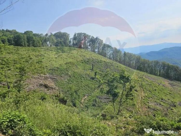 Pasune 21 ha pretabila pentru panouri fotovoltaice,impadurit - 2