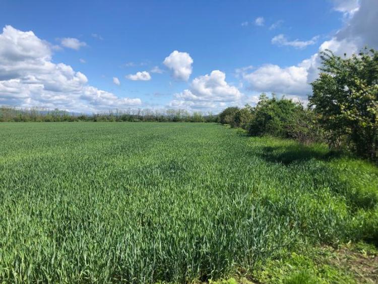 Teren arabil 7400 mp in Zamfira langa Ploiesti - 5