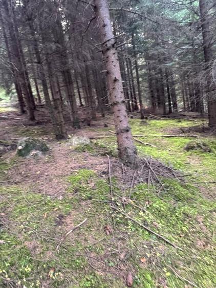 Vanzare 5,3 ha pasune deasupra Voronetului Suceava - Proiect Turistic - 33