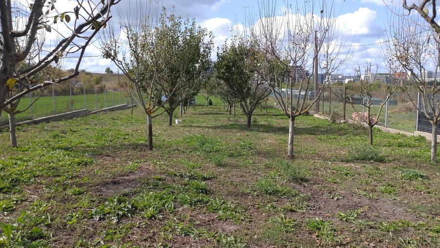 Inchiriez teren in Sopor - 6