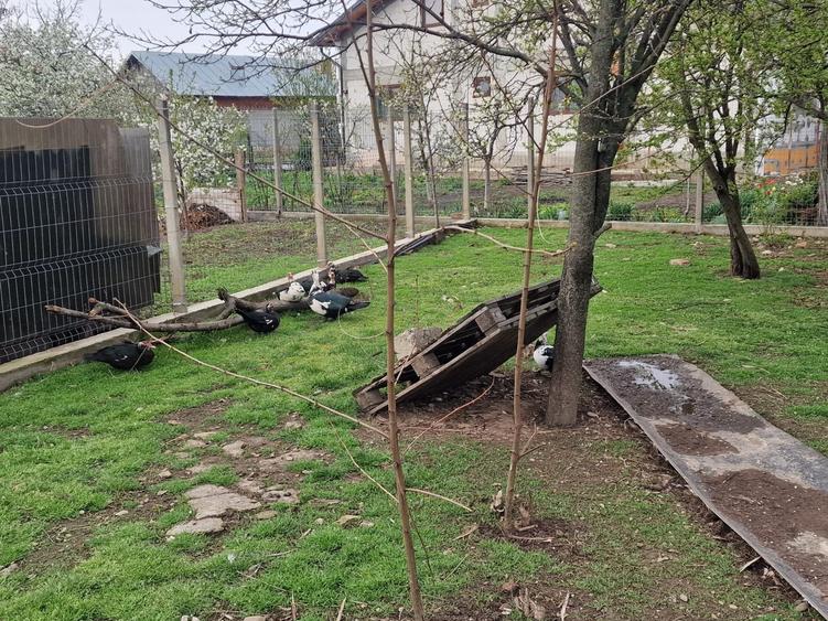 Sat Pantazi se vinde casa an 1960 cu teren 940 mp pret 67000 euro negociabil. - 12