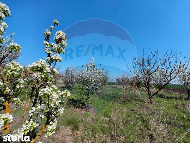 Casa de vanzare cu teren de 2175 mp,anexe si livada generoasa | Mailat - 18