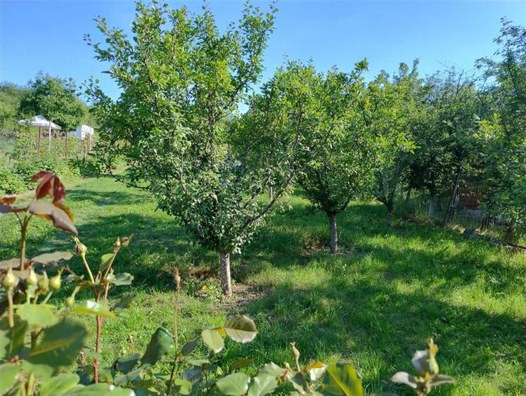 RECO Teren intravilan, Podgoria - 1