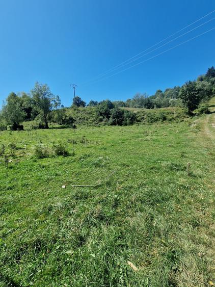 Vindem 17940 mp Salatruc - Vama - Bucovina - 2