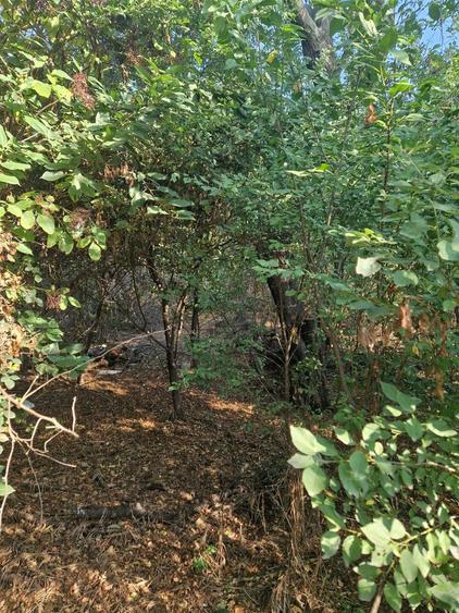 Cornetu stradal, vanzare teren intravilan 1.600mp - 16