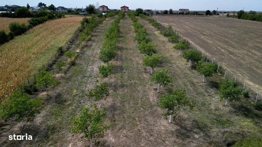 Vanzare teren 9654 mp, deschidere 27m, comuna Dobra, sat Dobra - 8