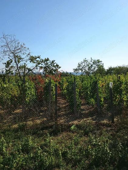 Casa batraneasca de vanzare - 5