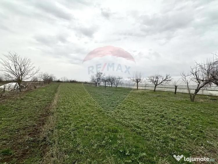 Teren 1944 mp + Casa - 65 mp, Darasti-Vlasca Giurgiu/ 20 ... - 6