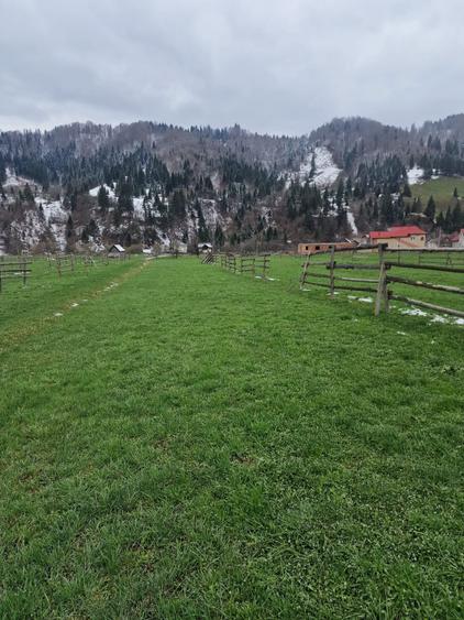 De vanzare teren intravilan 2466 mp Bucovina - Frumosu - 6