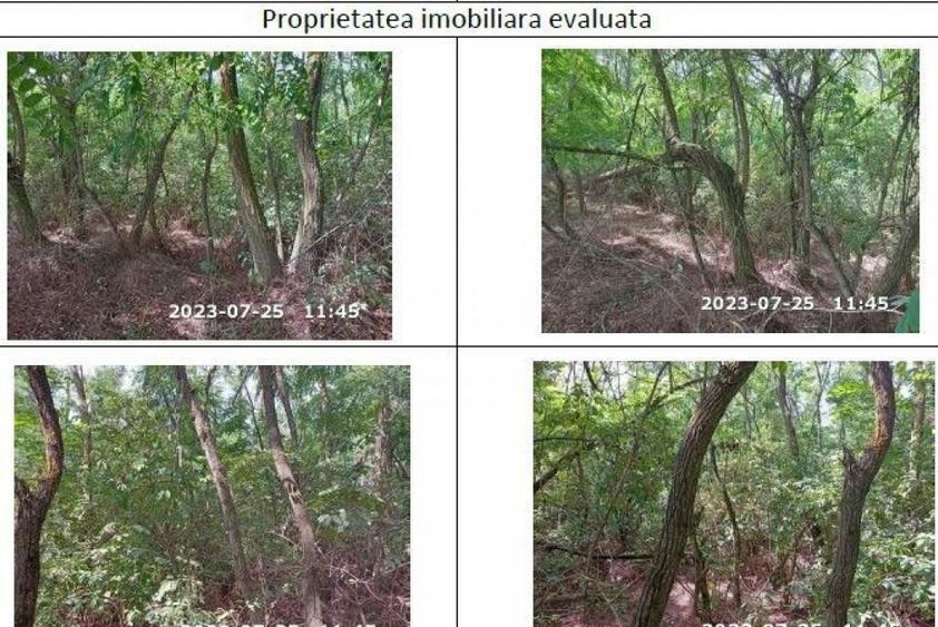 Teren extravilan padure, cota parte de 1/48 Horgesti, ID:... - 7