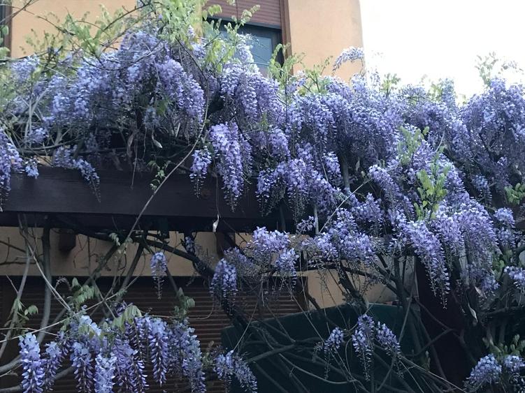 Jiului-Coralilor-Damaroaia,eleganta,robusta,garaj,curte intima,vegetatie matura - 43