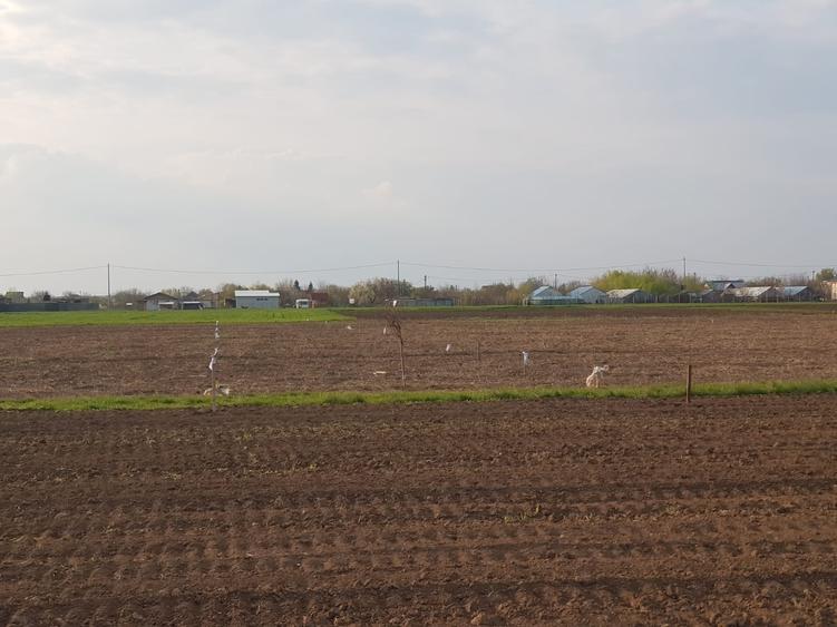 De vanzare loturi teren in Dascalu!! - 8