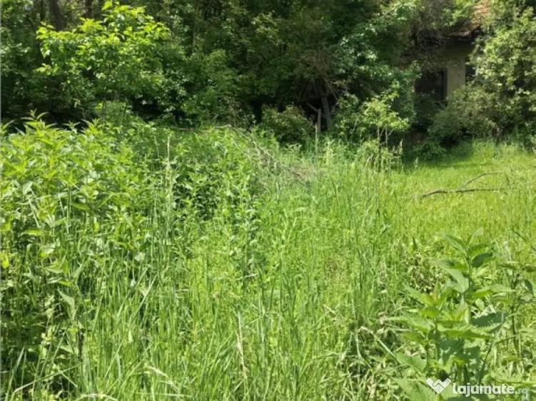 Domeniu verde autentic, 5.000mp, front la DJ, Valcele, Bra - 6