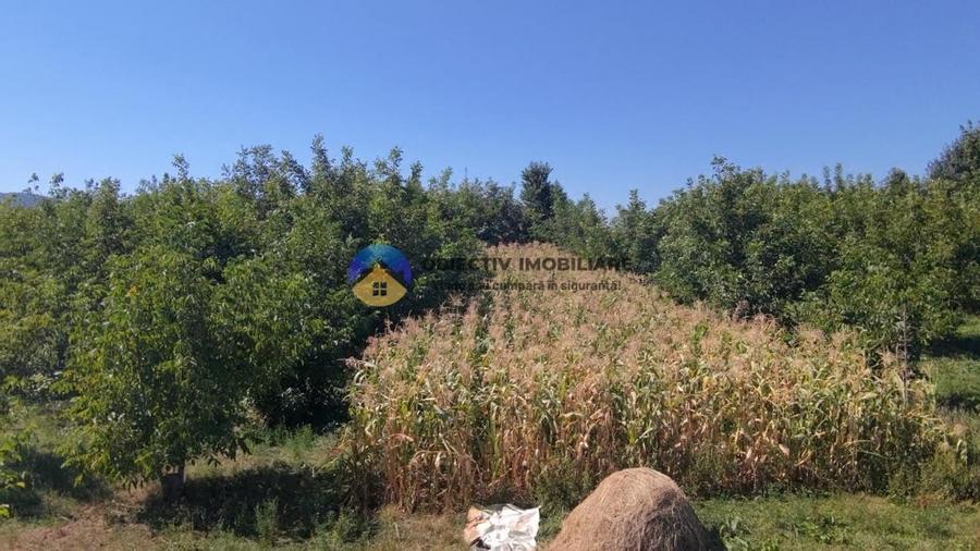 Teren de vanzare 1935 mp Piatra Neamt - Str. Plantelor - 3