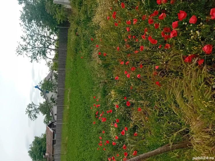 Vand casa si teren - 4