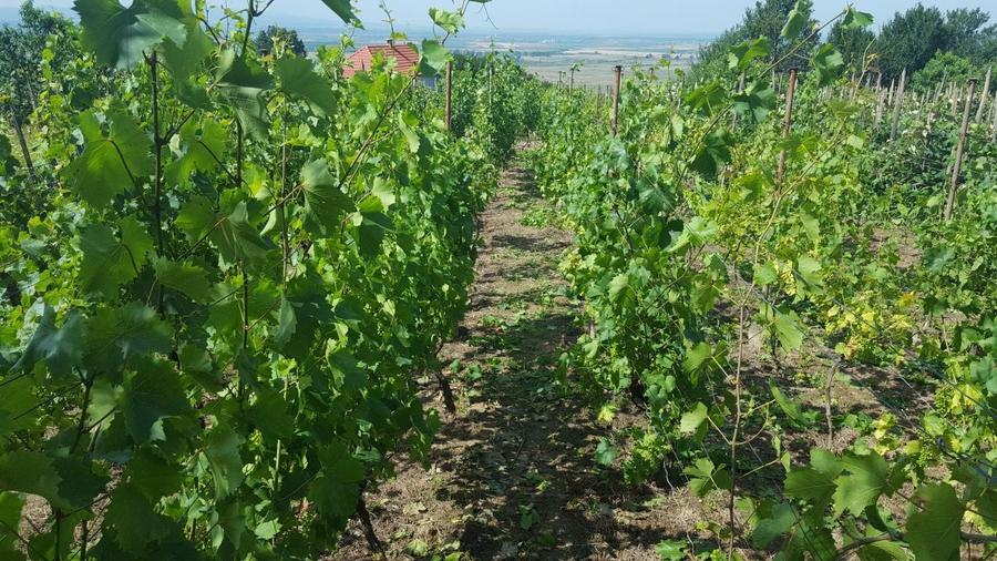 Vand casa de vacanta cu vie - 1