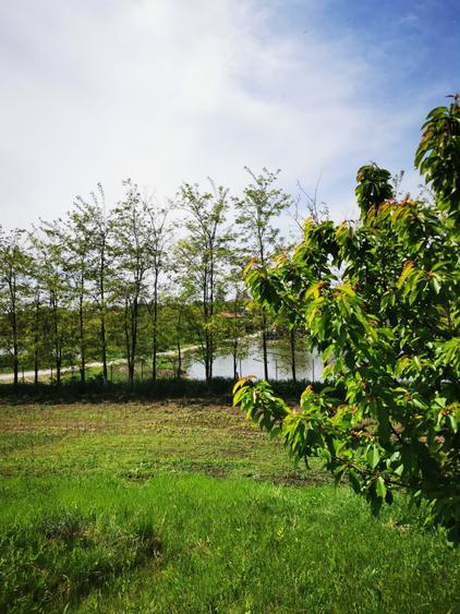 Com. Ileana, 4000 mp. teren intravilan si casa de vacanta cu deschidere la Balta - 13
