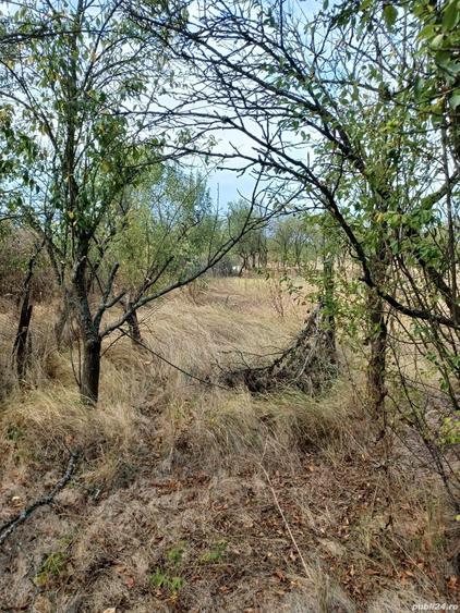 Teren intravilan cu casa - 9