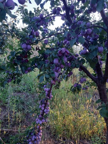 Vind teren in Fedeleseni-Strunga, Iasi - 4