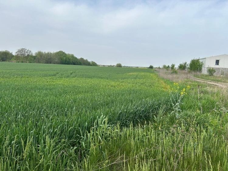 Comuna Dascalu - A0 - teren intravilan 9000 mp - 2