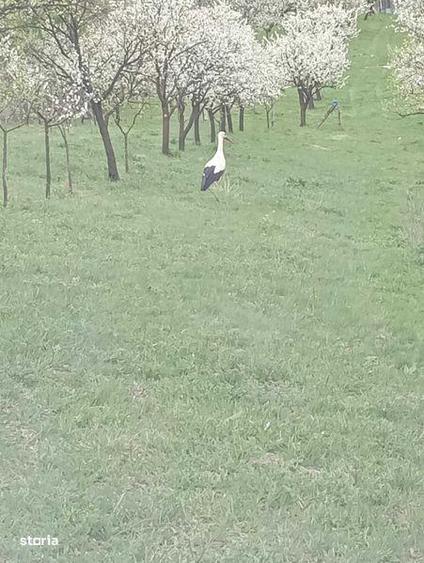 Teren intravilan Sopor - 3