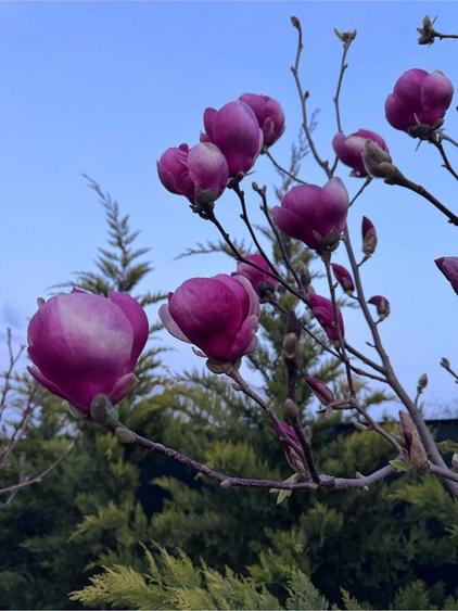 Vila premium Corbeanca - 1