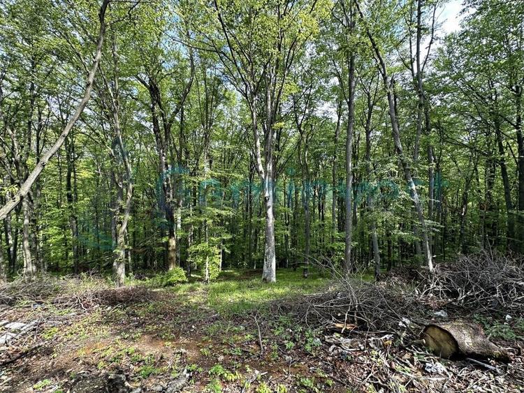 Casa noua cu teren 2,7 hectare in zona montana Apuseni, Bihor - 8