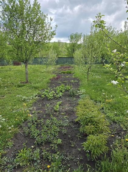 Teren de vanzare Brebu jud PH - 6