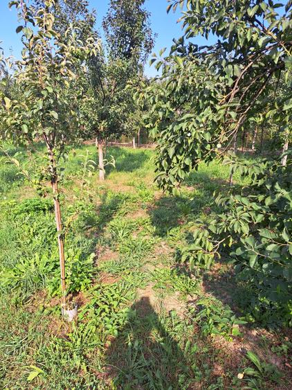 CASA NOUA PE UN NIVEL CU 4 CAMERE DOUA  BAI,LIVING, BUCATARIE  19 ARI TEREN - 14