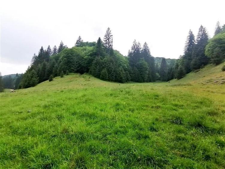 Teren intravilan Poiana Mica, 2763 mp, PUZ constructie casa P+4E+M - 1