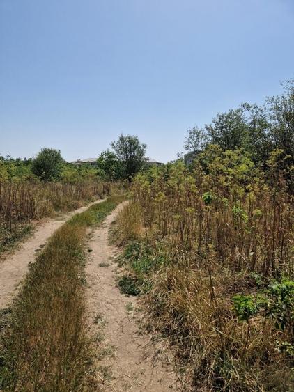 Domnesti - Ciutaci, vanzare 4 loturi de teren intravilan - 17