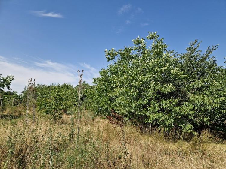 Domnesti - Ciutaci, vanzare 4 loturi de teren intravilan - 12