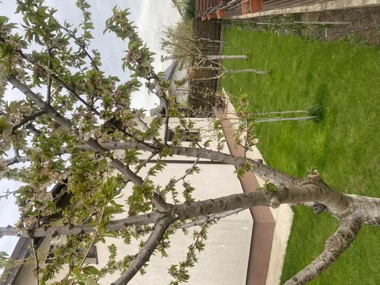 Vand casa la curte,Magurele,limita sector5 - 10