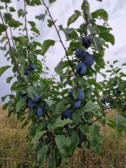 Vand teren extravilan Urseni 2163mp - 2