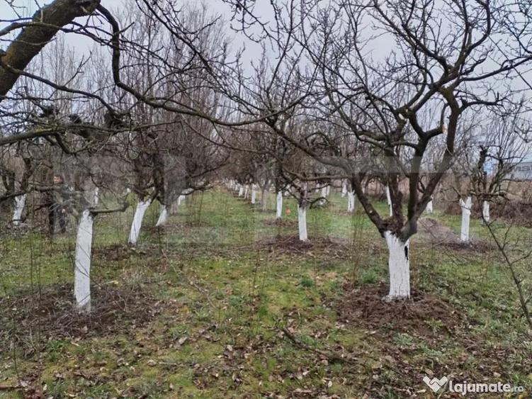 Teren de vanzare, 9000 mp, Zona Aurel Vlaicu - 6