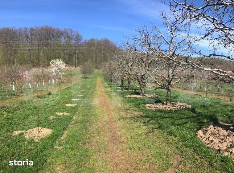 Teren de 5300 mp, în Voinești