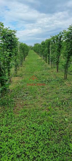 Teren extravilan in Baicoi 10.000mp plantatie mure --80.000e - 11