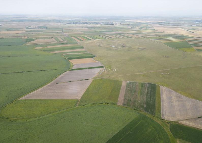 Teren arabil de 40 hectare in Zarand Teren arabil de 40 hectare in Zarand