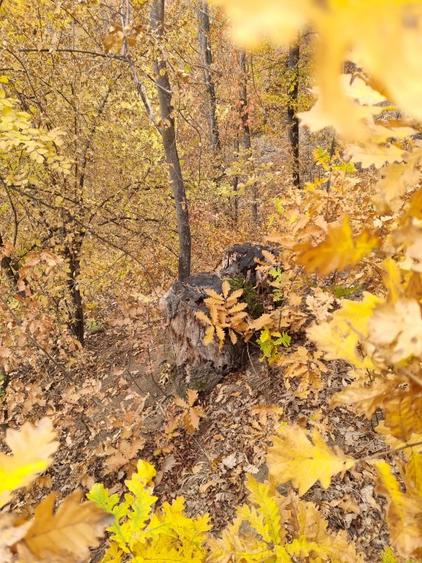 Teren forestier fag stejar veche de 150 ani - 2