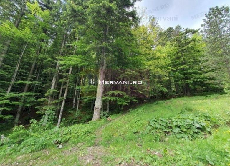 Teren intravilan de vanzare in Sinaia - Zona Furnica - 1