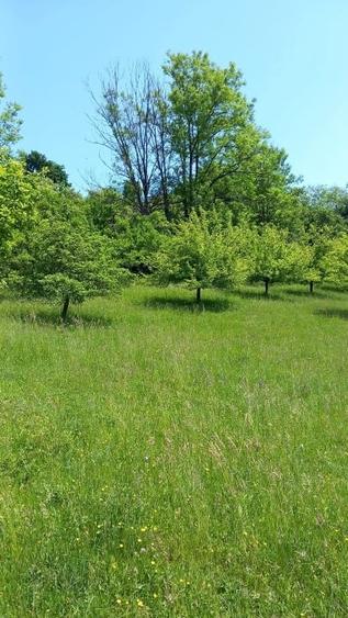 Gospodărie completă + anexe și teren 1,5 ha Năsăud - 6