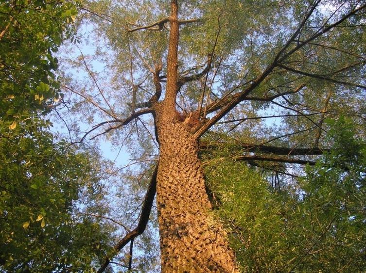 (307) Teren intravilan Calinesti – sat Carstieni, jud. Arges / Direct proprietar - 8