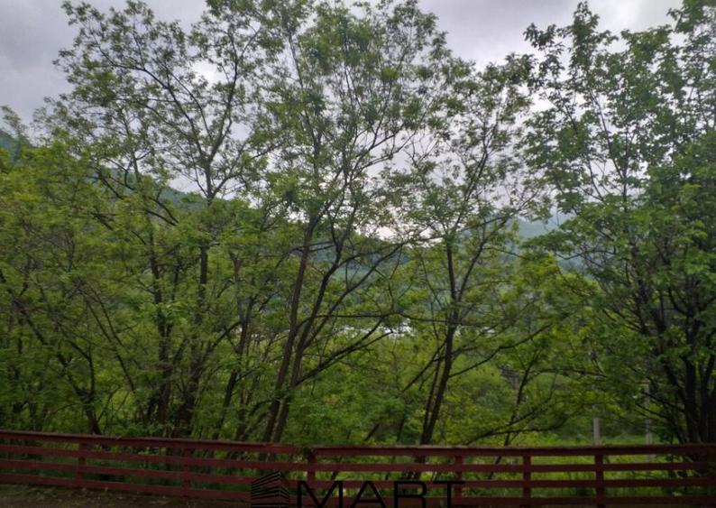 Teren extravilan 7432 mp, cu cabana de lemn Capalna AB - 5