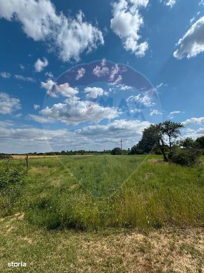 Teren Ferbinti Targ - 4.000 Mp - 3