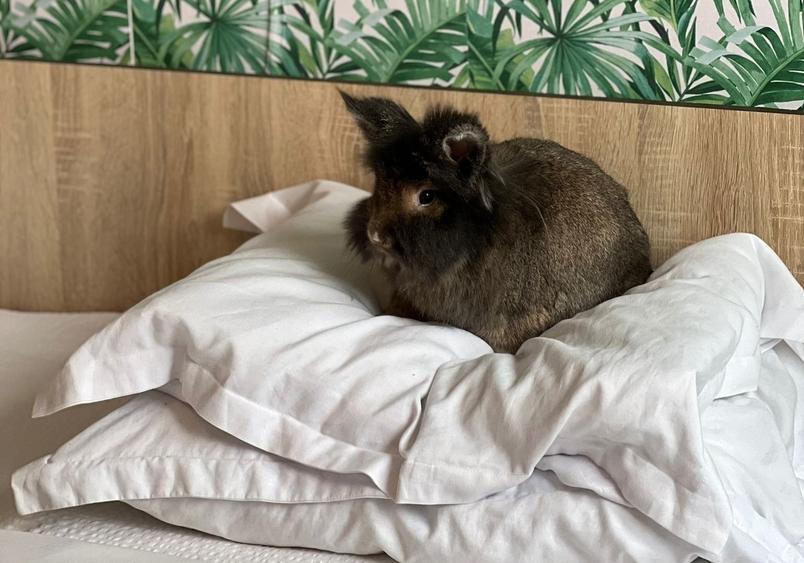 Unirii/Calea Victoriei: 1.5 Room Charming Boho Oasis – 36 m² SU | AN541-11B-Et5 - 16