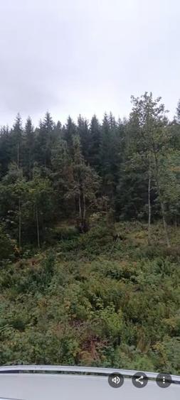 TEREN DORNA ARII - 4