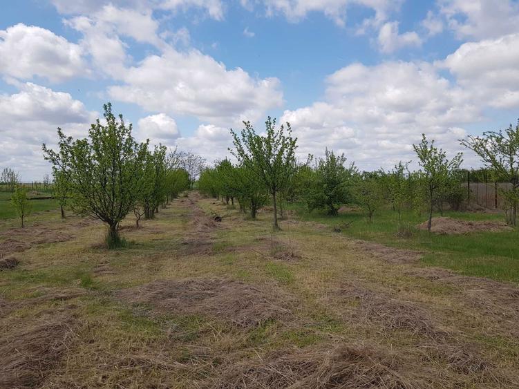 VISUL TAU LA TARA, LA DOAR 60 KM DE BUCURESTI! Teren intravilan 8402 mp + CASA 50 mp in Jugureni, Uliesti Paradis accesibil! - 8