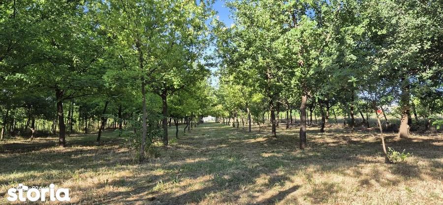 Loc de casa de vanzare in Doroban?i - 2