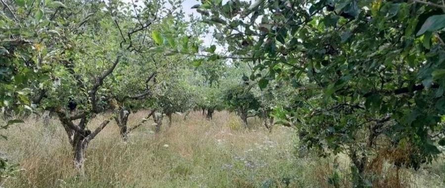 Vand teren constructii+livada in Filioara jud NT 13Eur/mp - 4