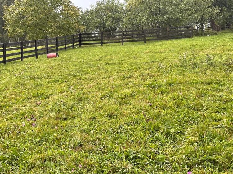 Teren intravilan in Predelut , Bran - 2